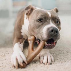 Benebone Wishbone Chew Toy for Aggressive Chewers – Buy Online at AbmarketX