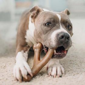 Benebone Wishbone Chew Toy for Aggressive Chewers – Buy Online at AbmarketX