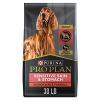 Dry & Wet Dog Food