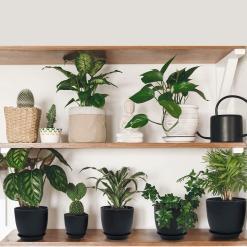 Homenote Modern Plastic Planter with Drainage & Tray – Buy Online at AbmarketX
