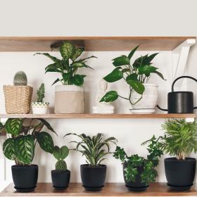 Homenote Modern Plastic Planter with Drainage & Tray – Buy Online at AbmarketX