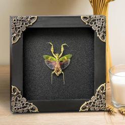 Real Framed Flower Mantis & Green Beetle Shadow Box – Buy Online at AbmarketX