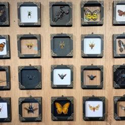Real Framed Flower Mantis & Green Beetle Shadow Box – Buy Online at AbmarketX
