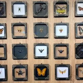 Real Framed Flower Mantis & Green Beetle Shadow Box – Buy Online at AbmarketX
