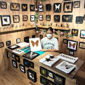 Real Framed Flower Mantis & Green Beetle Shadow Box – Buy Online at AbmarketX