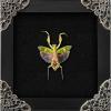 Real Framed Flower Mantis & Green Beetle Shadow Box – Buy Online at AbmarketX