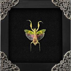 Real Framed Flower Mantis & Green Beetle Shadow Box – Buy Online at AbmarketX