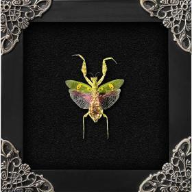 Real Framed Flower Mantis & Green Beetle Shadow Box – Buy Online at AbmarketX