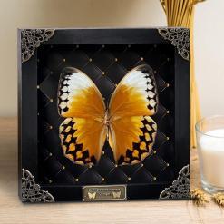 Real Butterfly Black Rhombus Frame Shadow Box – Buy Online at AbmarketX