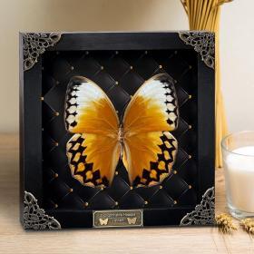 Real Butterfly Black Rhombus Frame Shadow Box – Buy Online at AbmarketX