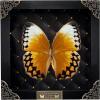 Real Butterfly Black Rhombus Frame Shadow Box – Buy Online at AbmarketX