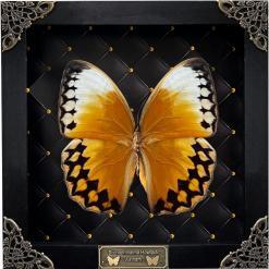 Real Butterfly Black Rhombus Frame Shadow Box – Buy Online at AbmarketX