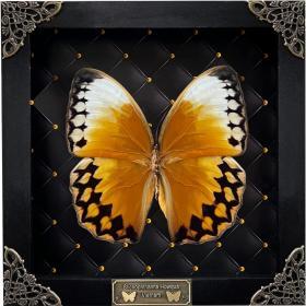 Real Butterfly Black Rhombus Frame Shadow Box – Buy Online at AbmarketX