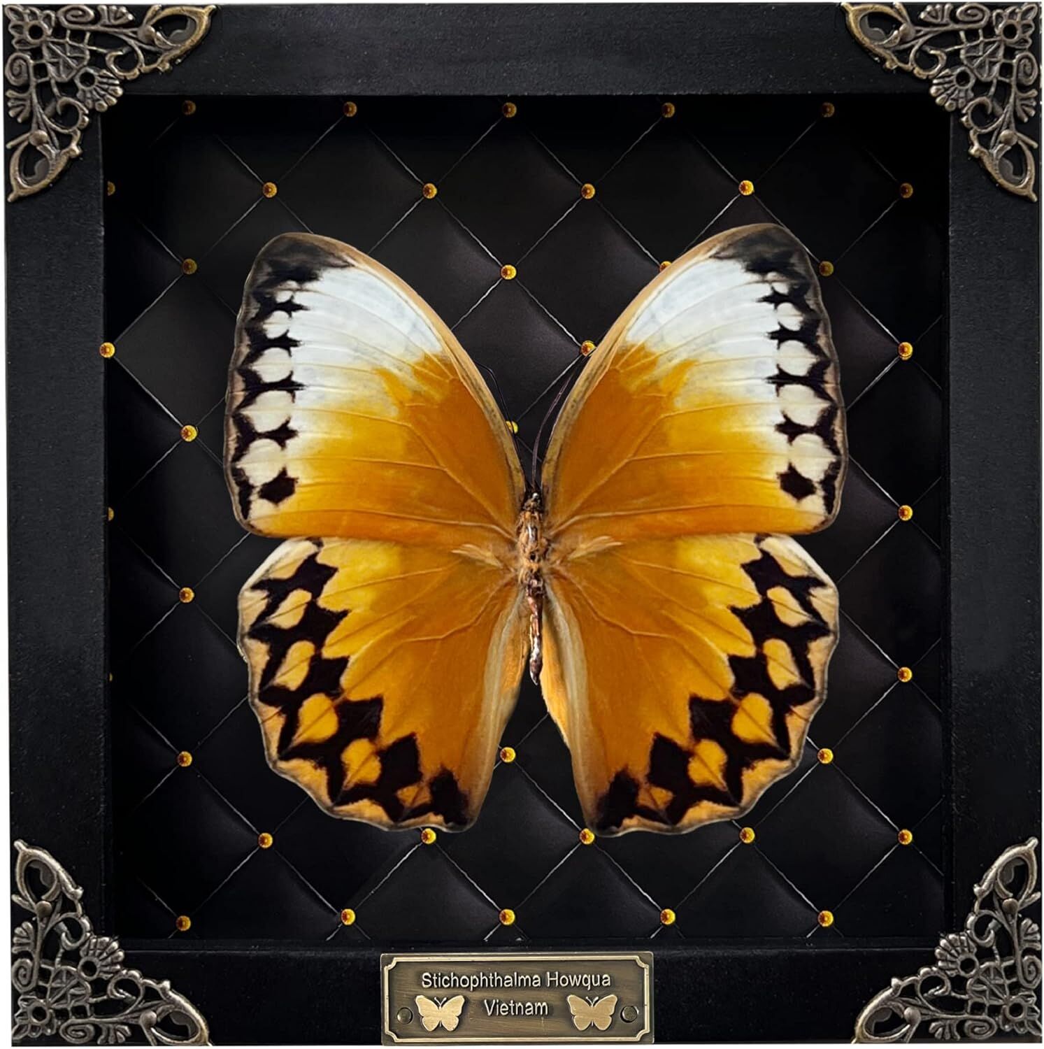 Real Butterfly Black Rhombus Frame Shadow Box – Buy Online at AbmarketX