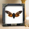 Real Mounted Cicada/Beetle/Butterfly Shadow Box