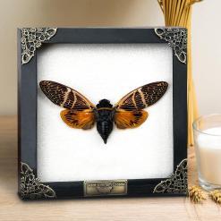Real Mounted Cicada/Beetle/Butterfly Shadow Box – Buy Online at AbmarketX