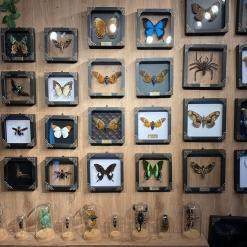 Real Mounted Cicada/Beetle/Butterfly Shadow Box – Buy Online at AbmarketX