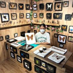 Real Mounted Cicada/Beetle/Butterfly Shadow Box – Buy Online at AbmarketX
