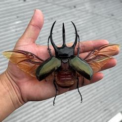 Mounted Giant Beetle Specimen UM‑23 Entomology Decor – Buy Online at AbmarketX