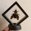 Real & Framed Giant Carpenter Bee – Xylocopa latipes in a [7×7]cm Frame – Buy Online at AbmarketX