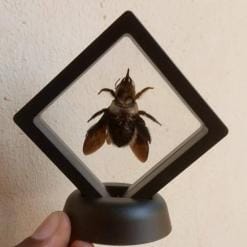 Real & Framed Giant Carpenter Bee – Xylocopa latipes in a [7×7]cm Frame – Buy Online at AbmarketX