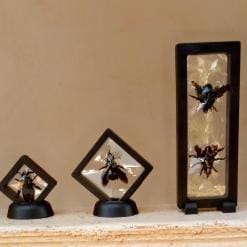 Real & Framed Giant Carpenter Bees – Xylocopa latipes in a [7×18]cm Frame – Buy Online at AbmarketX