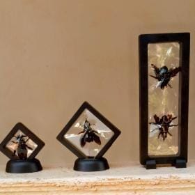 Real & Framed Giant Carpenter Bees – Xylocopa latipes in a [7×18]cm Frame – Buy Online at AbmarketX