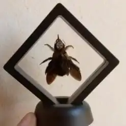 Real & Framed Giant Carpenter Bee – Xylocopa latipes in a [7×7]cm Frame – Buy Online at AbmarketX