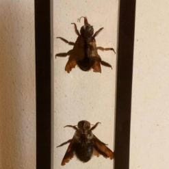 Real & Framed Giant Carpenter Bees – Xylocopa latipes in a [7×18]cm Frame – Buy Online at AbmarketX