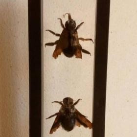 Real & Framed Giant Carpenter Bees – Xylocopa latipes in a [7×18]cm Frame – Buy Online at AbmarketX