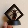Real & Framed Giant Carpenter Bee – Xylocopa latipes – Buy Online at AbmarketX