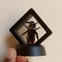 Real & Framed Giant Carpenter Bee – Xylocopa latipes – Buy Online at AbmarketX
