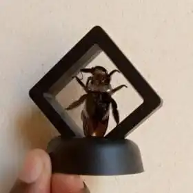 Real & Framed Giant Carpenter Bee – Xylocopa latipes – Buy Online at AbmarketX