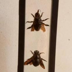 Real & Framed Giant Carpenter Bees – Xylocopa latipes in a [7×18]cm Frame – Buy Online at AbmarketX