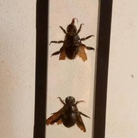 Real & Framed Giant Carpenter Bees – Xylocopa latipes in a [7×18]cm Frame – Buy Online at AbmarketX