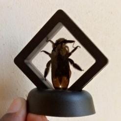 Real & Framed Giant Carpenter Bee – Xylocopa latipes – Buy Online at AbmarketX