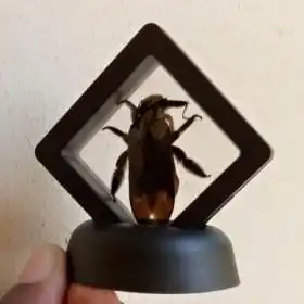 Real & Framed Giant Carpenter Bee – Xylocopa latipes – Buy Online at AbmarketX