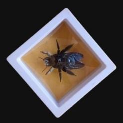 Real & Framed Giant Carpenter Bee – Xylocopa latipes – Female – Buy Online at AbmarketX