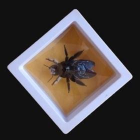 Real & Framed Giant Carpenter Bee – Xylocopa latipes – Female – Buy Online at AbmarketX