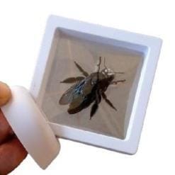 Real & Framed Giant Carpenter Bee – Xylocopa latipes – Female – Buy Online at AbmarketX
