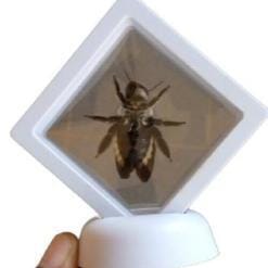 Real & Framed Giant Carpenter Bee – Xylocopa latipes – Female – Buy Online at AbmarketX