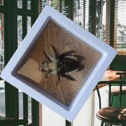 Real & Framed Giant Carpenter Bee – Xylocopa latipes – Female – Buy Online at AbmarketX