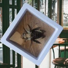 Real & Framed Giant Carpenter Bee – Xylocopa latipes – Female – Buy Online at AbmarketX