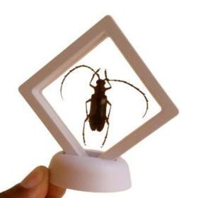 Real Derobrachus Hovorei Palo Verde Longhorn Beetle – Buy Online at AbmarketX