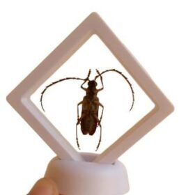 Real Derobrachus Hovorei Palo Verde Longhorn Beetle – Buy Online at AbmarketX