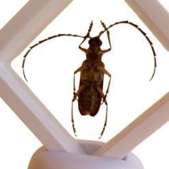 Real Derobrachus Hovorei Palo Verde Longhorn Beetle – Buy Online at AbmarketX