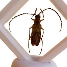 Real Derobrachus Hovorei Palo Verde Longhorn Beetle – Buy Online at AbmarketX