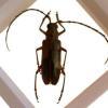 Real Derobrachus Hovorei Palo Verde Longhorn Beetle – Buy Online at AbmarketX