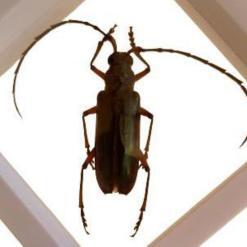 Real Derobrachus Hovorei Palo Verde Longhorn Beetle – Buy Online at AbmarketX