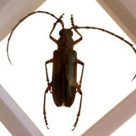 Real Derobrachus Hovorei Palo Verde Longhorn Beetle – Buy Online at AbmarketX